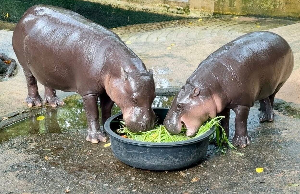 .ฉลองเทศกาล 11.11 สวนสัตว์เปิดเขาเขียว จัดโปรสุดปัง ชวนครอบครัว-แก๊งเพื่อนซี้เที่ยว.