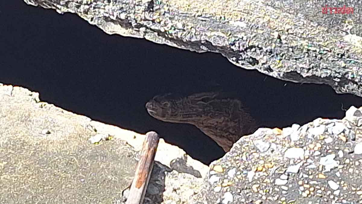 Dân làng vô cùng hoảng sợ khi một con thằn lằn gặm xác một em bé. Họ đã đuổi nó đi nhưng nó vẫn lảng vảng quanh đó và không chịu rời đi.