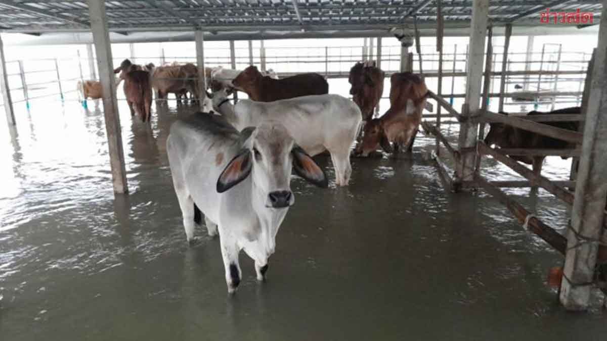 ภาพประกอบข่าว: กรมปศุสัตว์ เร่งช่วยเหลือเกษตรกรผู้เลี้ยงสัตว์ 5 จังหวัด ประสบภัยน้ำท่วม