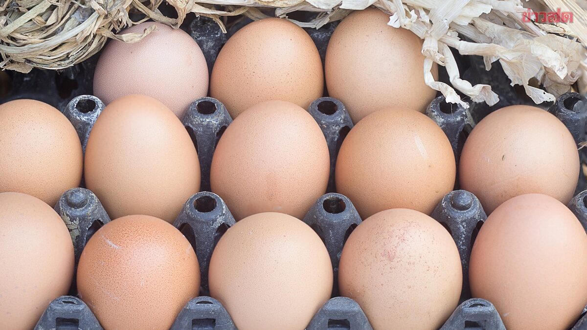 ภาพประกอบข่าว: ไข่ไก่ขึ้นราคา! ปรับขึ้นแผงละ 6 บาท มีผลวันจันทร์ 10 พ.ย.นี้