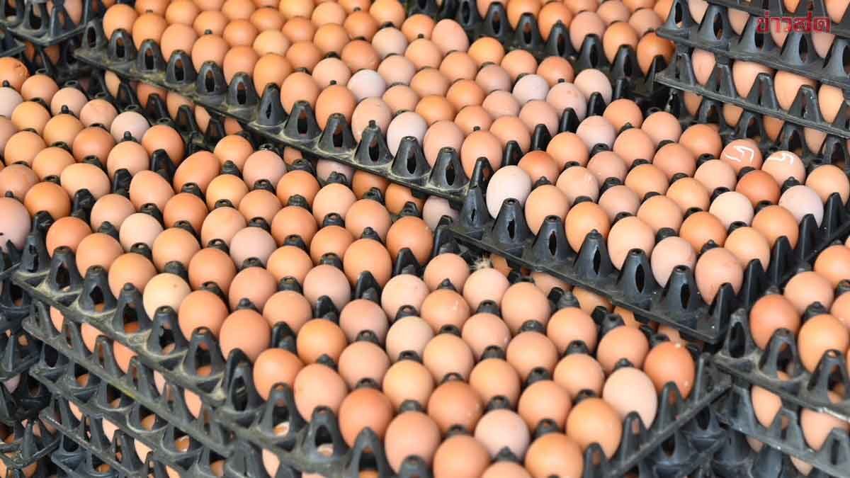 .แม่บ้านเฮ ! ไข่ไก่ ปรับลดราคา แผงละ 6 บาท มีผลตั้งแต่วันนี้.