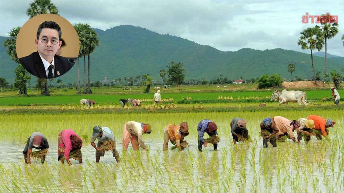 ภาพประกอบข่าว: กรมการข้าว ชี้ข้าวดิ่ง5พันบาท/ตัน หวั่นทรุดต่อ ผนึกส.ชาวนาตั้งทีมลดต้นทุน