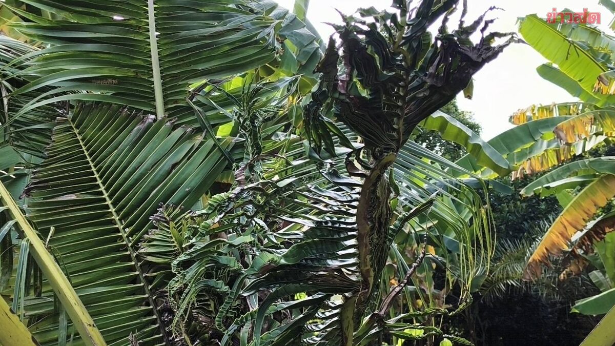 .ฮือฮาเลข 3 ตัวโผล่ ชาวบ้านแห่ไหว้ขอโชคใกล้หวยออก เจ้าของที่ดินหวังได้สร้างพระองค์ใหญ่.