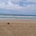 สลด! นักท่องเที่ยวหนุ่มรัสเซีย เล่นน้ำทะเล หาดในทอน คลื่นซัดจมสูญหายต่อหน้าเพื่อน