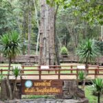 ท่องเที่ยวอุตรดิตถ์ เปิดฤดูกาลรับลมหนาว พิชิต 3 อช. สัมผัสธรรมชาติ ชมเกาะนมสาว โต้ทะเลหมอก