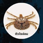 เตือนสายเดินป่า ระวังไรอ่อน พาหะนำโรคร้าย ไข้รากสาดใหญ่ อีสานใต้ ตายแล้ว 2 ติดเชื้อ 1,066