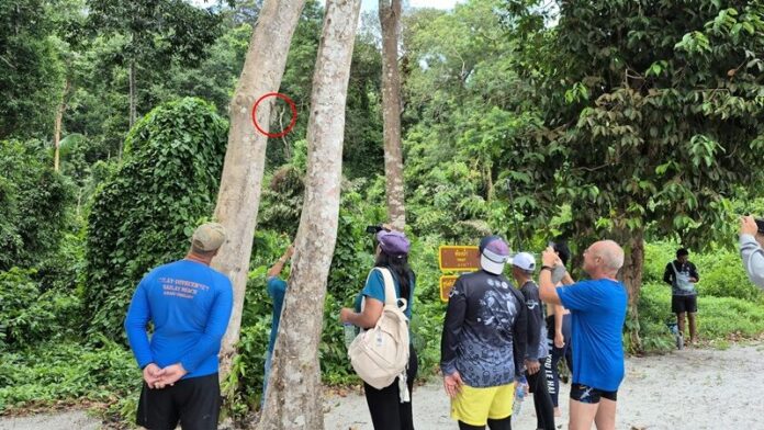 นักท่องเที่ยวต่างแห่ชื่นชม พะจง สัตว์หายากใกล้สูญพันธุ์