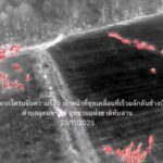 ระทึก! โขลงช้างป่า กว่า 140 ตัว บุกกินพืชไร่ ติดแนวเขตป่าทับลาน เตือนชาวบ้าน เก็บเห็ดป่าระวังอันตราย
