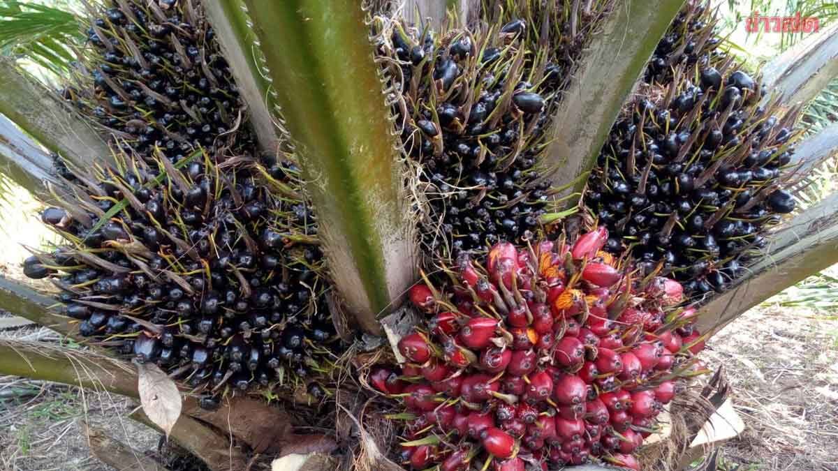 ภาพประกอบข่าว: ” ธรรมนัส ” เคาะใช้ดีเซลบี 7 รับผลผลิตล้นปี 69 รักษาราคาปาล์ม อุ้มเกษตรกรไทย