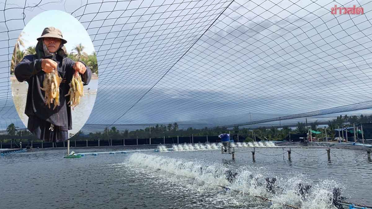 ภาพประกอบข่าว: เกษตรกร บ้านแพ้วเผยสูตรเลี้ยงกุ้งเป็น “ระบบพัฒนา”ทำกำไรได้ตามเป้าหมาย