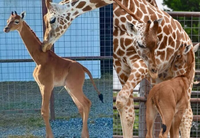 เจ้าเคพิคี ยีราฟไร้ลายหายาก ในสวนสัตว์ Brights Zoo สหรัฐฯ