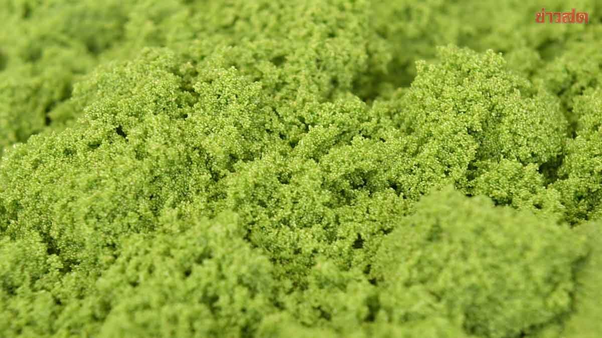 ภาพประกอบข่าว: มกอช. ผลักดัน “ ไข่ผำ ” สู่ตลาดญี่ปุ่น – ถก MAFF วางกรอบความร่วมมือ JTEPA