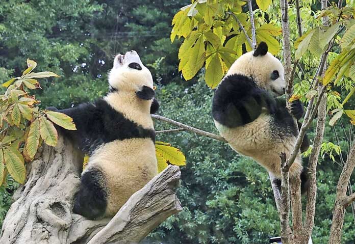 สวนสัตว์อุเอโนะเตรียมส่งคืน - เล่ยเล่ย (ซ้าย) และเสี่ยวเสี่ยว น้องชายฝาแฝดแพนด้ายักษ์ กำลังปีนต้นไม้ในกรงของพวกมันที่สวนสัตว์อุเอโนะในโตเกียว เมื่อวันที่ 28 ตุลาคม 2022