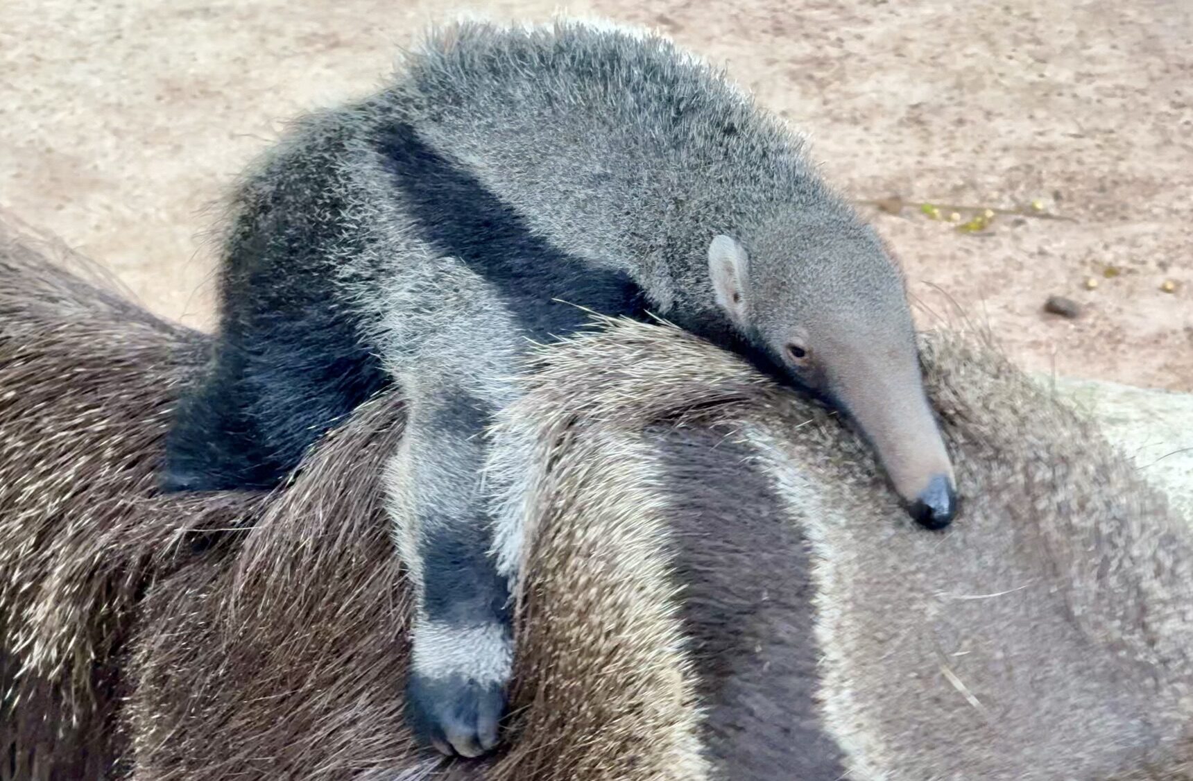 Khao Kheow Open Zoo