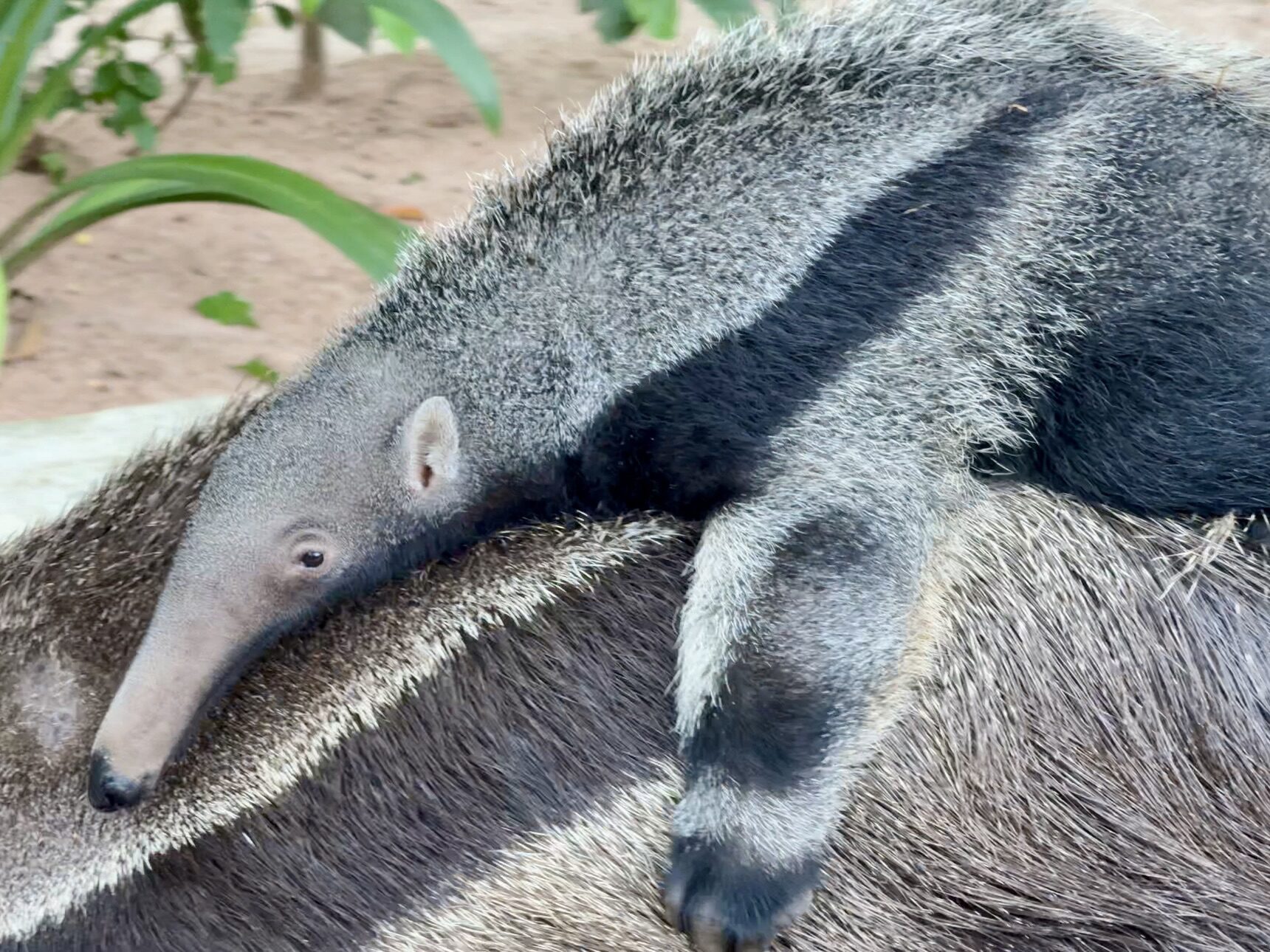 .สวนสัตว์เปิดเขาเขียว ชวนร่วมโหวต ตั้งชื่อ ลูกตัวกินมดยักษ์ ลุ้นรับปฏิทินหมูเด้ง.