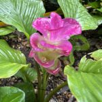 'กระเจียวชมพูสิรินธร' พืชชนิดใหม่ของโลก ค้นพบ โดย นักวิจัย ม.เกษตรฯ และคณะ