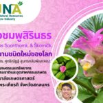 'กระเจียวชมพูสิรินธร' พืชชนิดใหม่ของโลก ค้นพบ โดย นักวิจัย ม.เกษตรฯ และคณะ