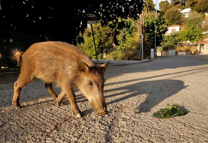ภาพถ่ายแฟ้ม: ลูกหมูป่าเดินผ่านย่าน Las Planas ในเขตอุทยานธรรมชาติ Collserola ในเมืองบาร์เซโลนา ประเทศสเปน วันที่ 11 สิงหาคม 2022