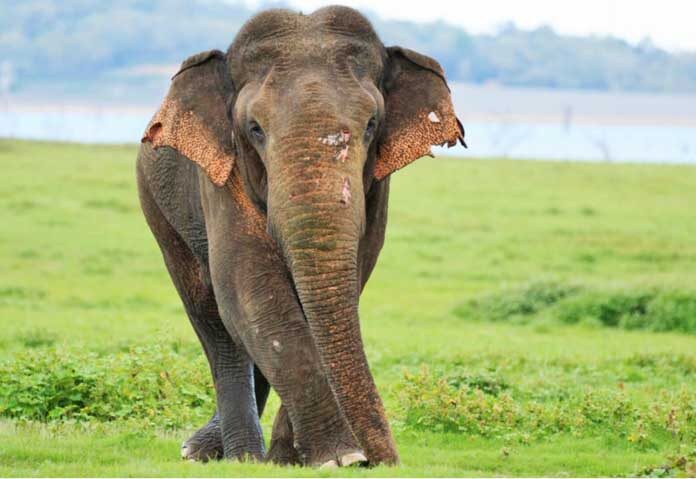 เจ้าหน้าที่อนุรักษ์สัตว์ป่ากล่าวว่า สัตว์ตัวนี้ถูกยิงและได้รับบาดเจ็บก่อนที่จะถูกจุดไฟเผา และสัตวแพทย์พยายามช่วยชีวิตมันแต่ไม่สำเร็จ ช้างถือเป็นสัตว์ศักดิ์สิทธิ์ในศรีลังกาและได้รับการคุ้มครองตามกฎหมาย แต่บางครั้งเกษตรกรและชาวบ้านในหมู่บ้านห่างไกลก็โจมตีช้างป่าที่ทำลายพืชผล
