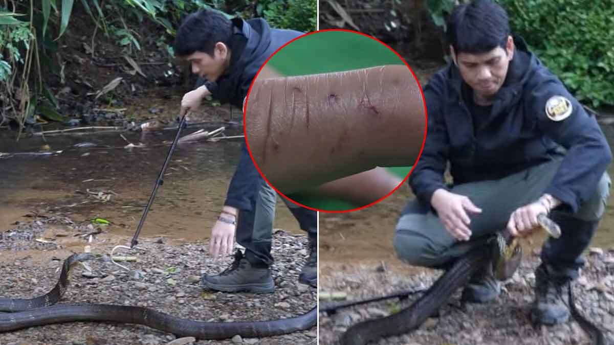 แห่ให้กำลังใจ นิค อสรพิษวิทยา พลาดโดนงูจงอางยักษ์กัดจมเขี้ยว-เกิด