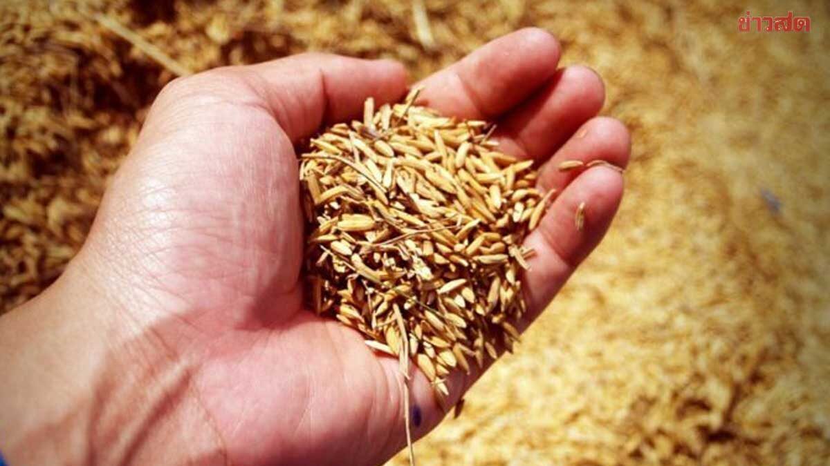 ภาพประกอบข่าว: ดับฝันเป้าหมาย ส่งมอบจีทูจีข้าวไทย 1 แสนตันให้จีน ภายในธ.ค.นี้ ชี้ติดปัญหาด้านเทคนิค