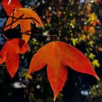 1ปีมีครั้งเดียว ภูกระดึง ใบเมเปิล เปลี่ยนสีแดงสะพรั่ง นักท่องเที่ยว ไม่พลาดเก็บภาพประทับใจ