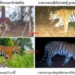 อช.ทับลาน ไม่ชี้ชัด เสือโคร่ง เขาสลัดได กลับเข้าป่าลึกหรือยัง เฝ้าระวัง ป้องกัน 'คนทำร้ายสัตว์ สัตว์ทำร้ายคน'