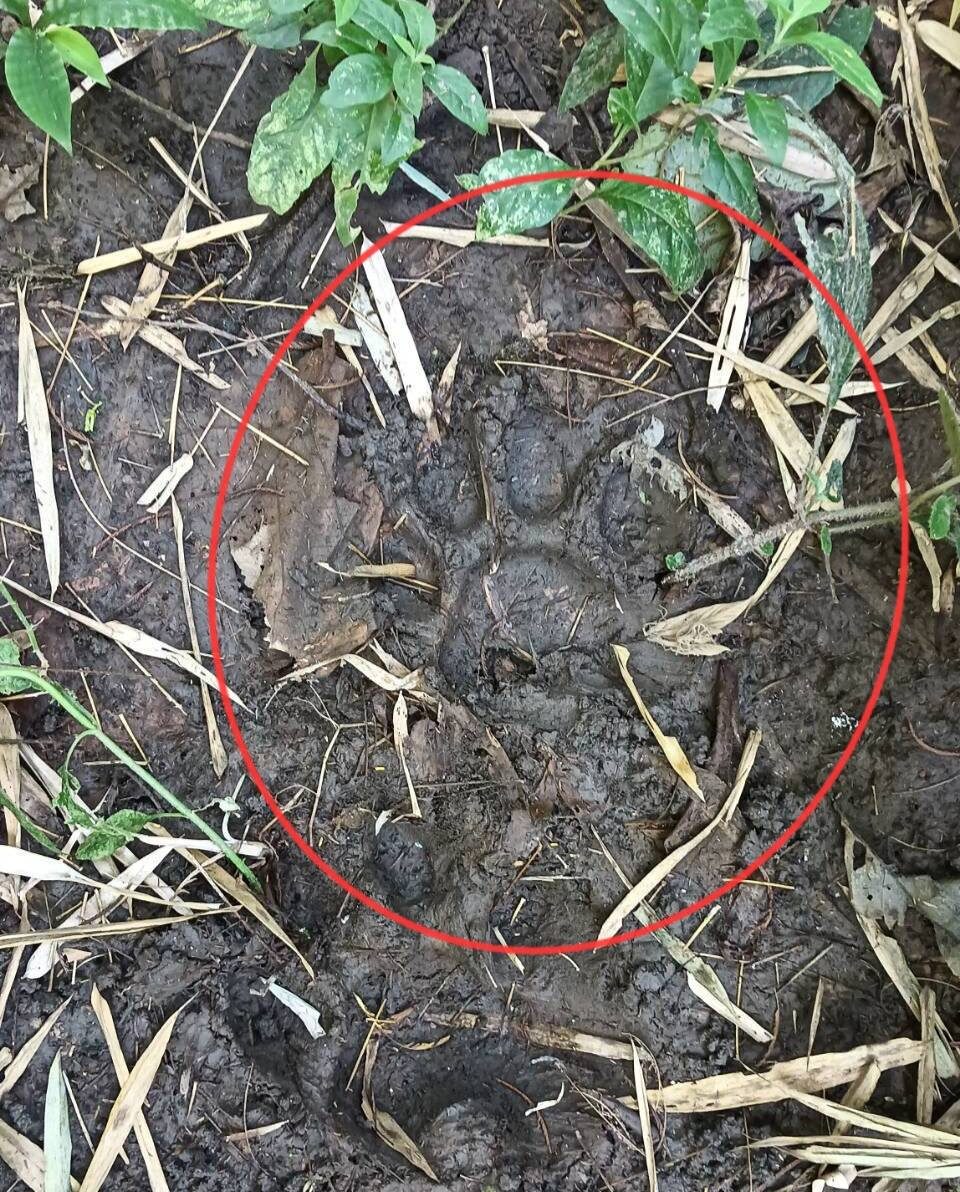 ผงะ! พบร่องรอยเสือโคร่งขนาดใหญ่ ใกล้ป่าแม่กึ๊ดหลวง เตือนงดเข้าพื้นที่เด็ดขาด