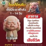 เตือนสังสรรค์ปีใหม่ระวัง โคราช พบผู้ป่วย โรคไข้หูดับ 93 ราย เสียชีวิต 13 ราย สธ.แนะวิธีป้องกัน