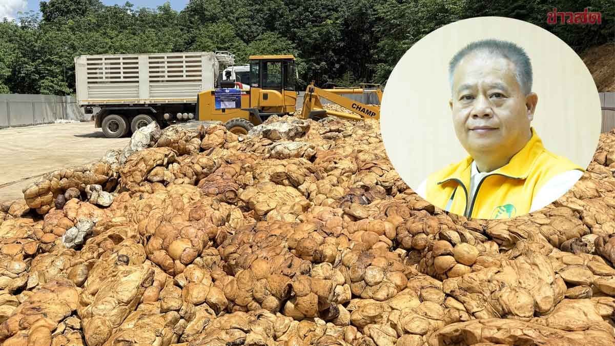 ภาพประกอบข่าว: กยท. ทุ่มงบ 2,280 ล้าน รับซื้อยาง 2.5 แสนตัน เร่งยกระดับราคาให้ชาวสวน