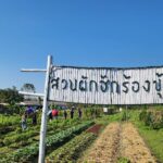 บริหารจัดการ ผักอินทรีย์ ครบวงจร ปลูกตามใจเชฟ คัดจากสวน ส่งตรงถึงโต๊ะอาหาร