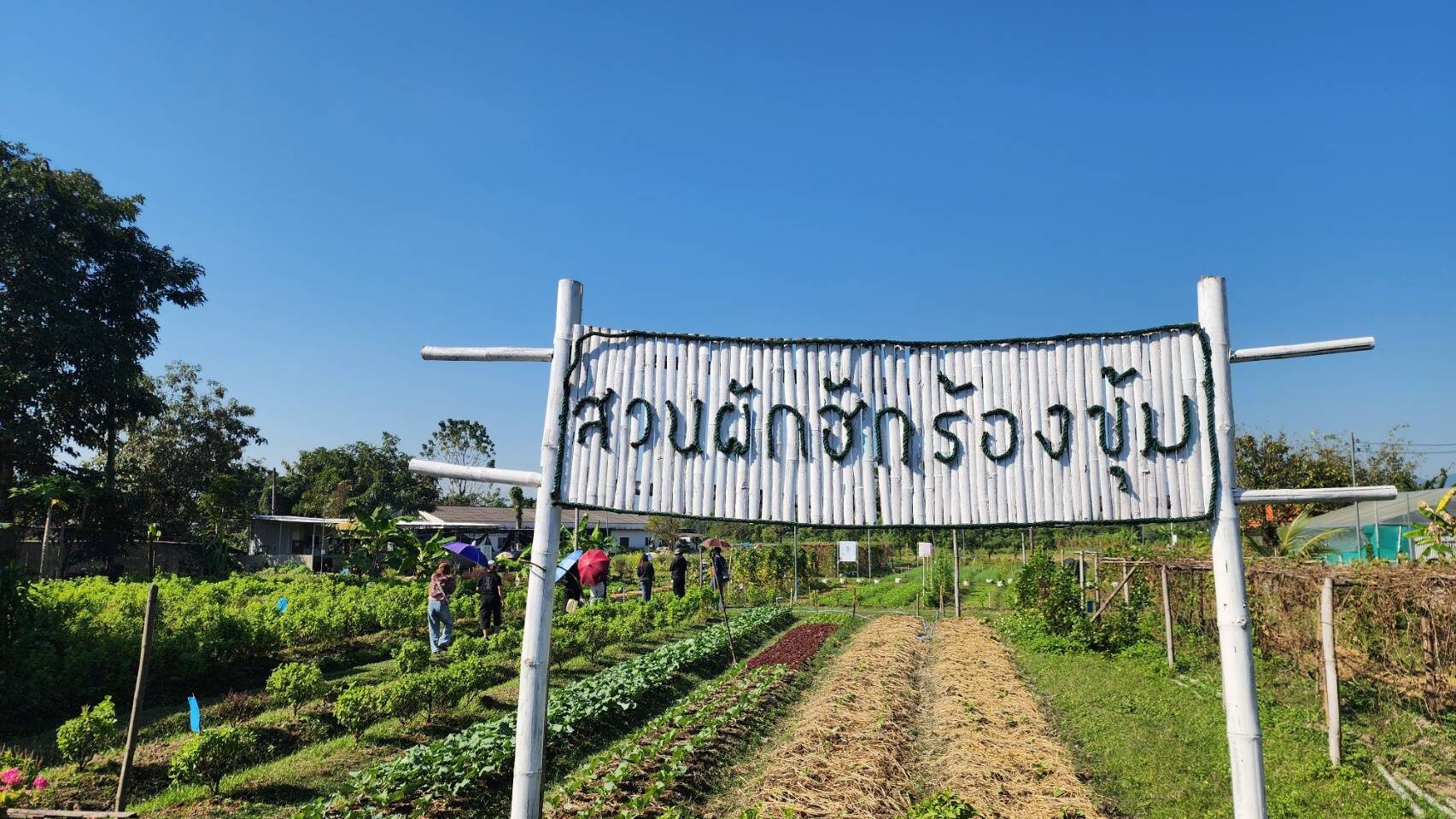 ผักอินทรีย์ 
