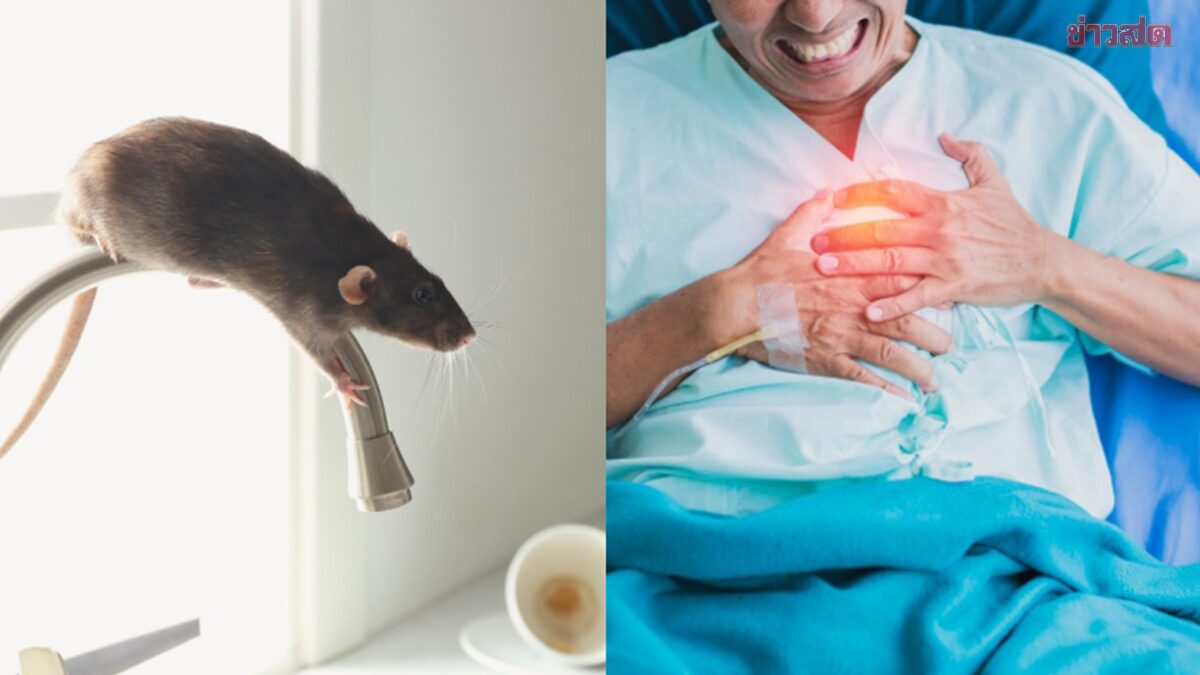 Taiwan Reports Fatal Hantavirus Case with 15% Mortality Rate