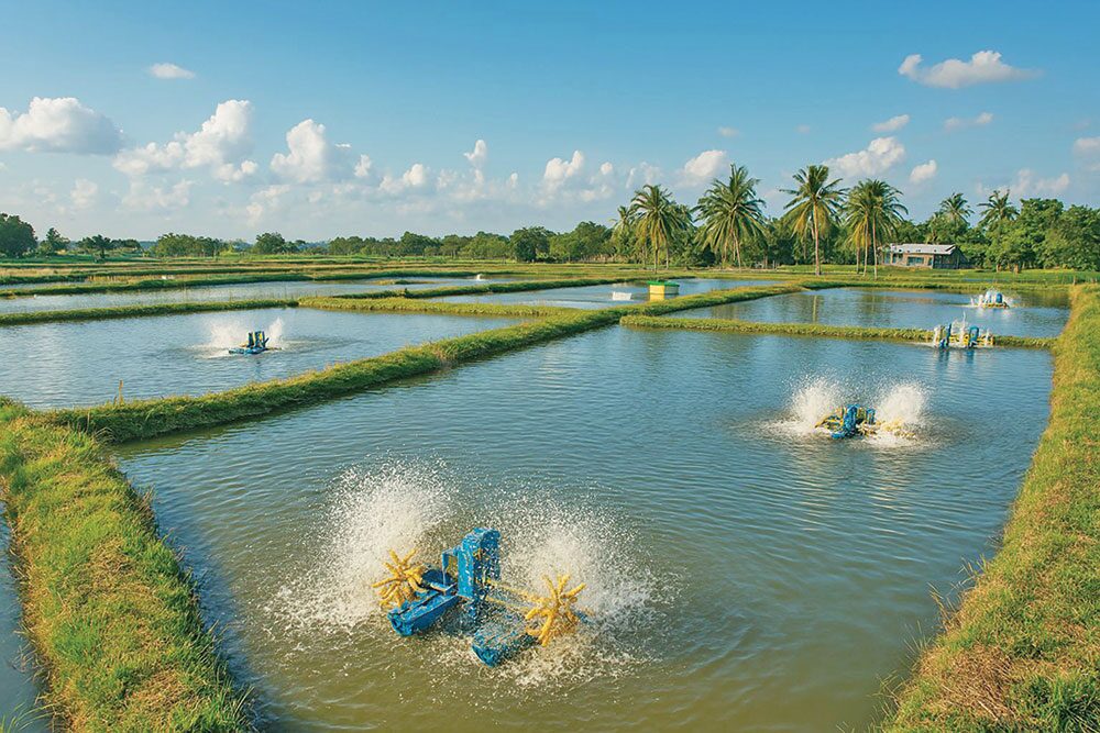 หลาก&หลายเกษตร - ซีพีแนะเกษตรกรเลี้ยงกุ้ง ปลอดภัยไร้สารตกค้าง-กำไรยั่งยืน