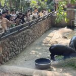 สวนสัตว์เปิดเขาเขียว สุดคึกคัก แห่ชม 'หมูเด้ง' ใช้สิทธิ์เที่ยวฟรี ปีใหม่ 2569