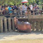 สวนสัตว์เปิดเขาเขียว สุดคึกคัก แห่ชม 'หมูเด้ง' ใช้สิทธิ์เที่ยวฟรี ปีใหม่ 2569