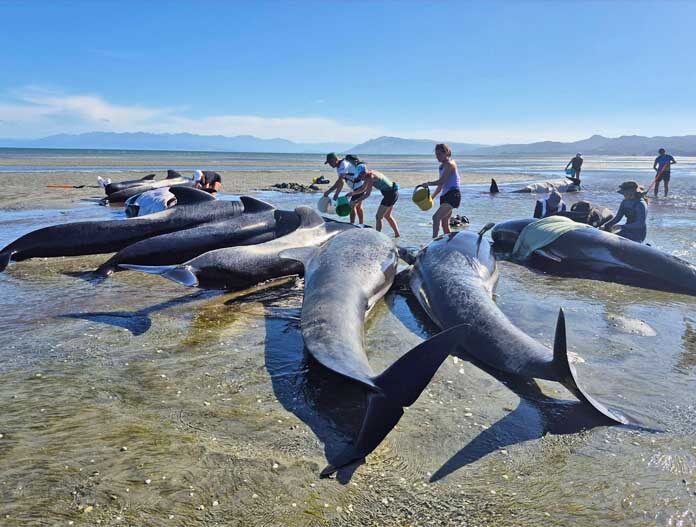 กลุ่มอนุรักษ์เร่งช่วยเหลือ - วาฬ 6 ตัวตายบนชายหาดห่างไกลแห่งหนึ่งในเกาะใต้ของนิวซีแลนด์ หลังเกิดเหตุเกยตื้นครั้งใหญ่ และอาสาสมัครกำลังเร่งช่วยเหลือวาฬอีก 15 ตัวที่ยังมีชีวิตอยู่ให้กลับลงทะเล วาฬนำร่องประมาณ 55 ตัวเกยตื้นที่แฟร์เวลล์ สปิต เมื่อวันพฤหัสบดีที่ผ่านมา แม้ว่าส่วนใหญ่จะสามารถว่ายน้ำกลับลงทะเลได้ แต่มี 15 ตัวที่เกยตื้นอีกครั้งและกระจายอยู่ตามแนวชายหาดประมาณ 1 กิโลเมตร