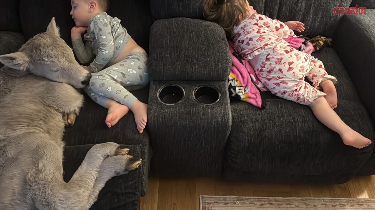 Heartwarming Scene: Newborn Calf Unable to Withstand Cold, Owner Brings It Home to Snuggle on Sofa with Kids