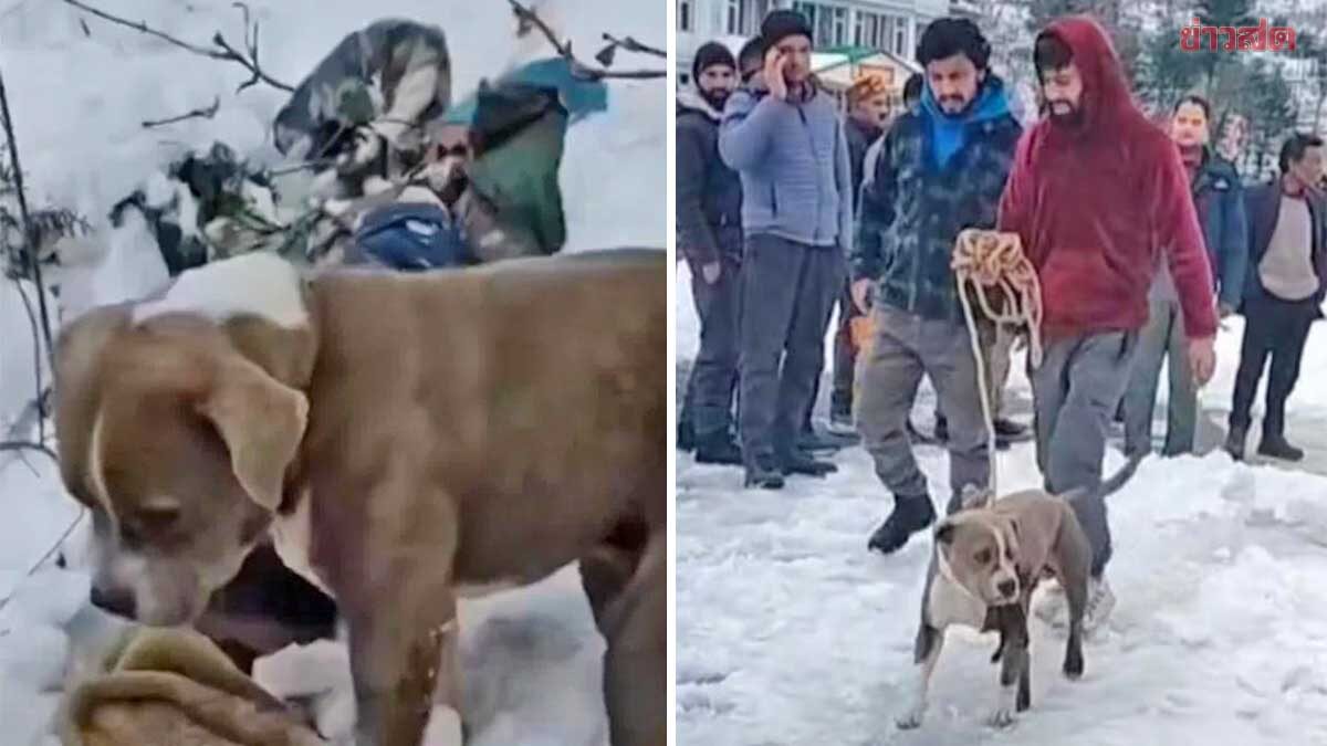 Dog Stands Guard Beside Boy's Body for 3 Days in Snowy Mountains