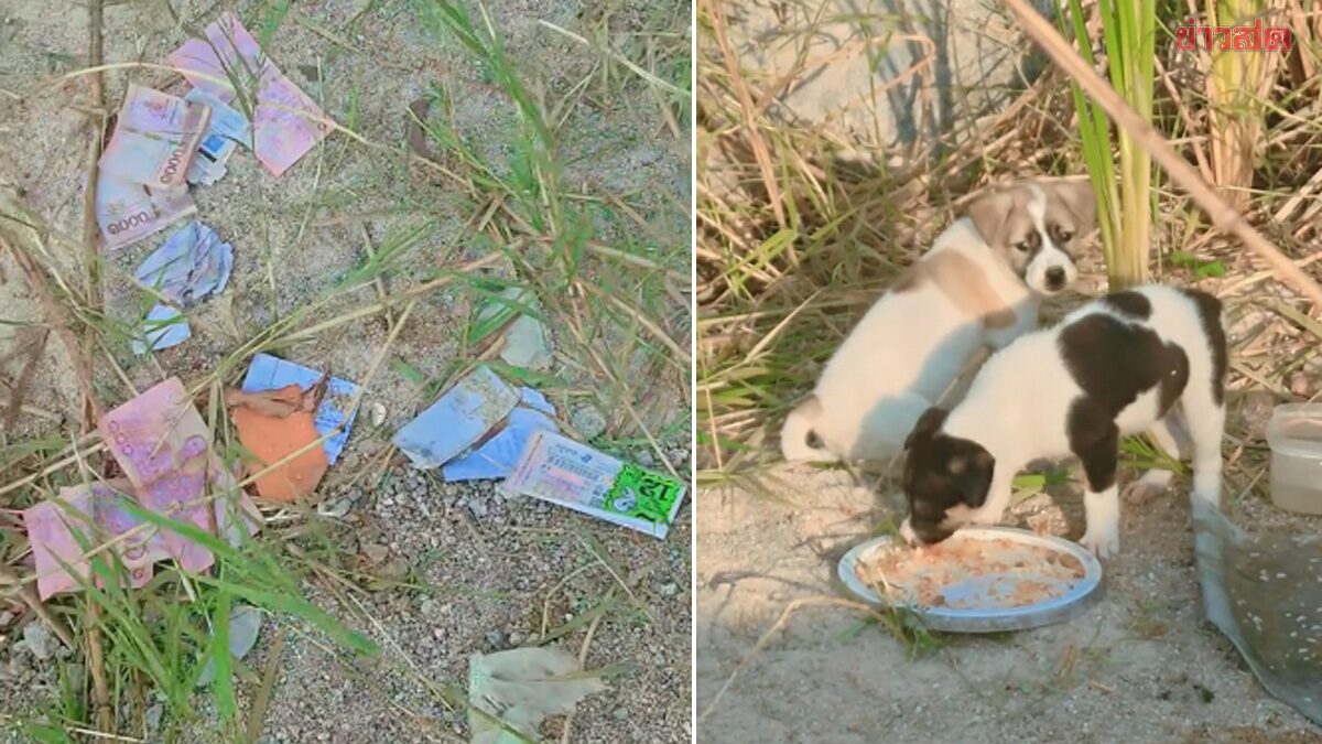 Woman in Shock: Finds Money Scattered While Feeding Stray Dogs