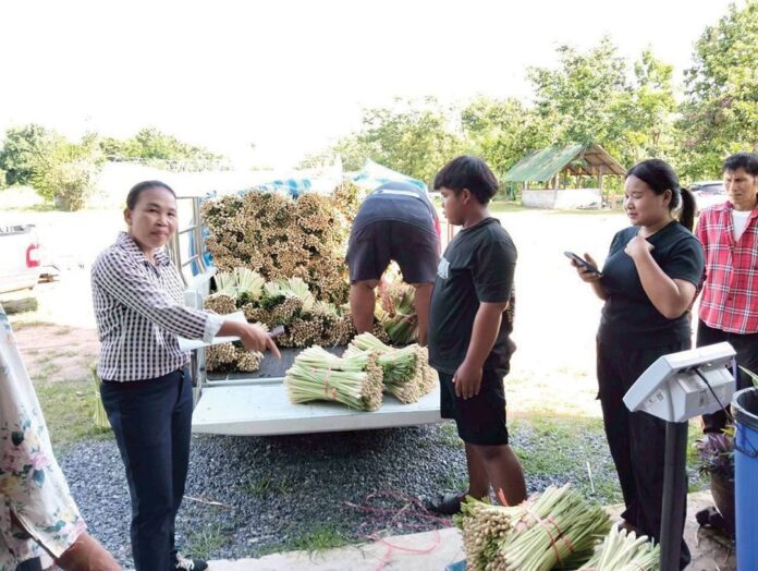 หลาก&หลายเกษตร - ชู‘บ้านดงกล้วยโมเดล’ สหกรณ์ต้นแบบในพื้นที่ ‘คทช.’