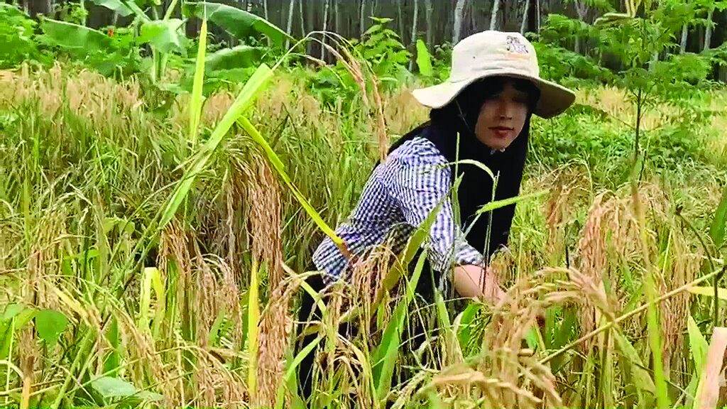 หลาก&หลายเกษตร - เกษตรกรปิ๊งไอเดียรอยางโต ทดลองปลูกข้าวไร่มีกินทั้งปี-เพิ่มรายได้