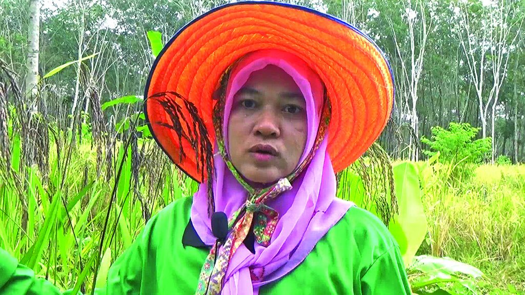 หลาก&หลายเกษตร - เกษตรกรปิ๊งไอเดียรอยางโต ทดลองปลูกข้าวไร่มีกินทั้งปี-เพิ่มรายได้