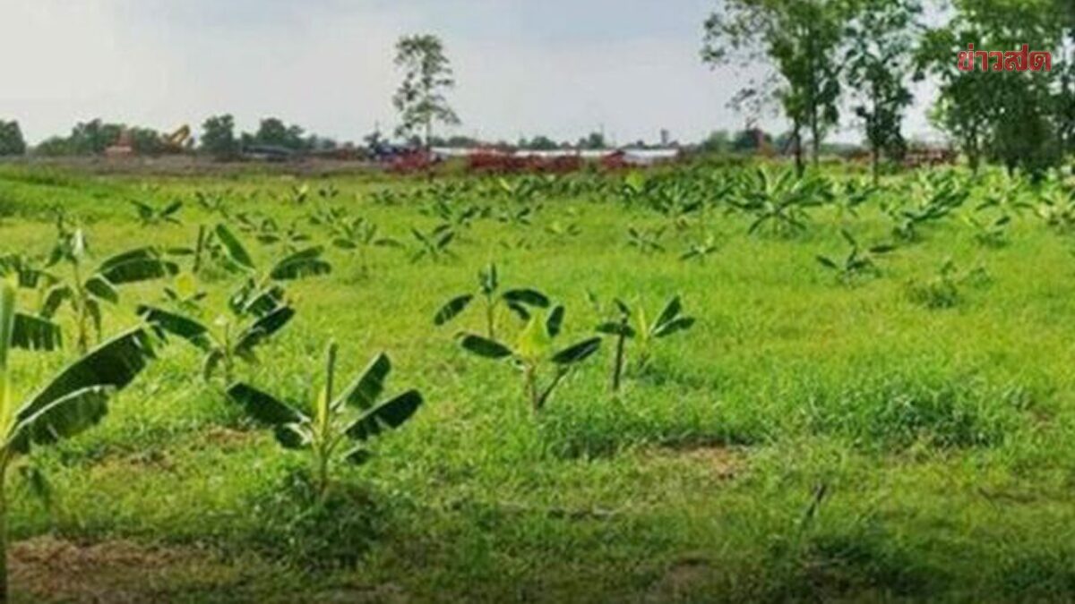 .เปิดชื่อพืช 57 ชนิด ปลูกแล้วได้ลดภาษีที่ดิน หลังปรับราคาประเมินใหม่ ไม่ลดหย่อน.