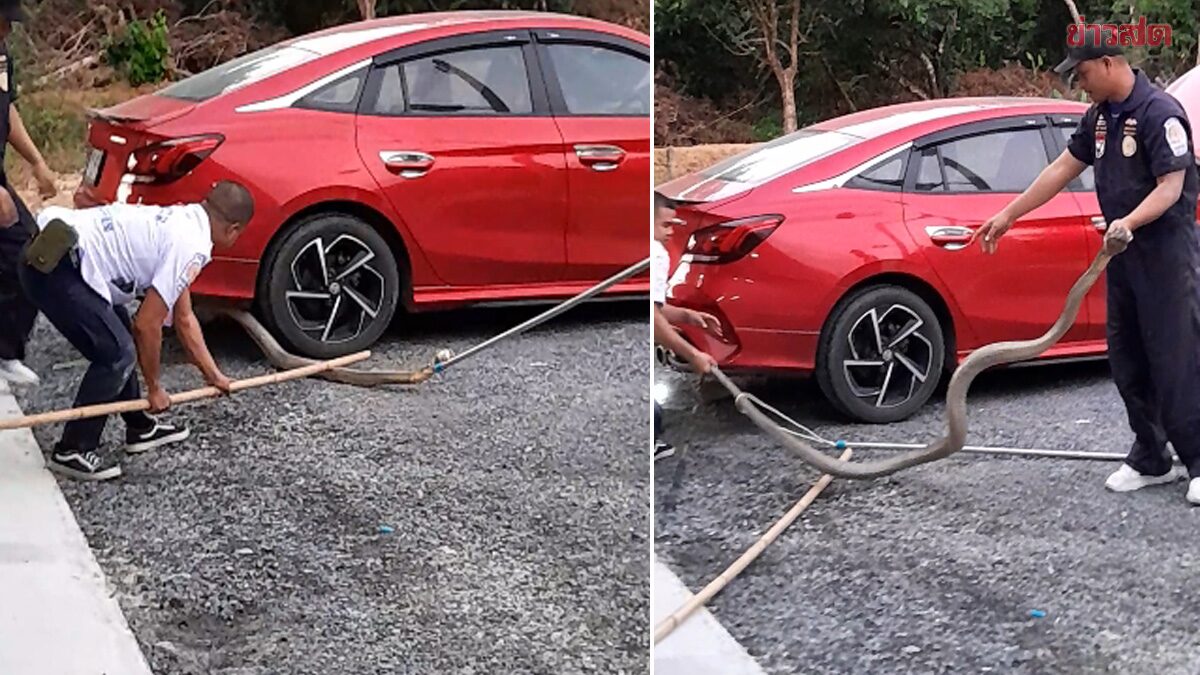 Homeowner Panics as 3-Meter King Cobra Hides Under Car in Phuket
