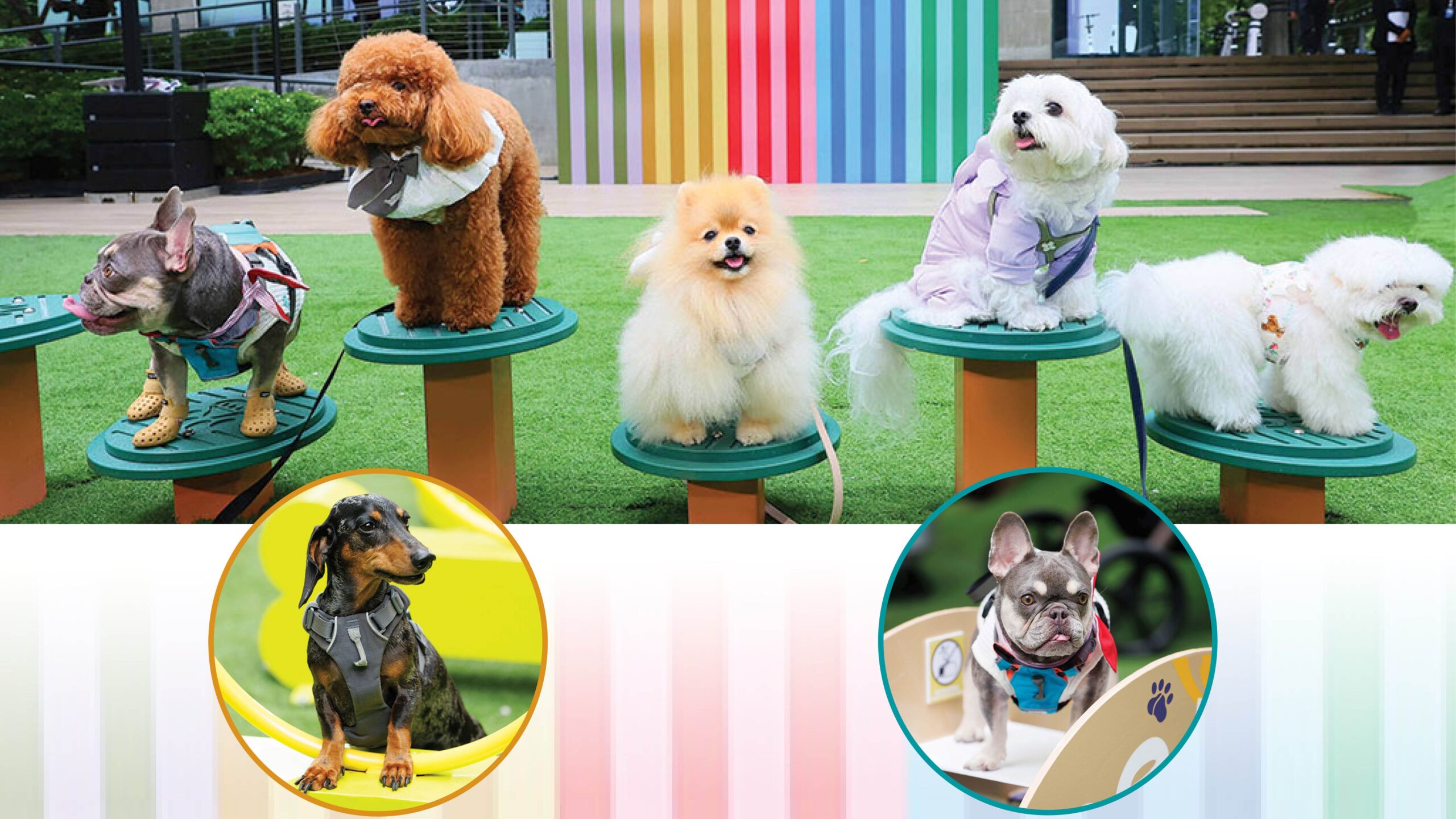 Little Friend – The Super Cute Playful Puppy 'Jum Meng'