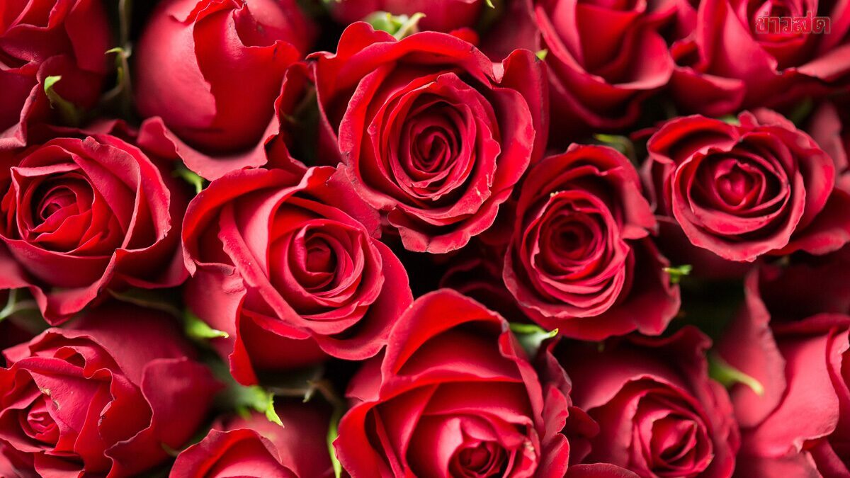 Valentine's Day in Bangkok: Registration Available at 10 Locations, Highlighting 'Jatujak Sky Love'