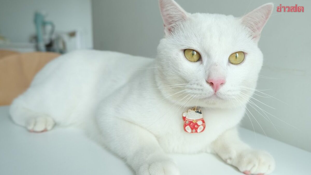 Fans Shocked: Celebrity Cat 'Khaikhao' Passes Away, Owner Heartbroken