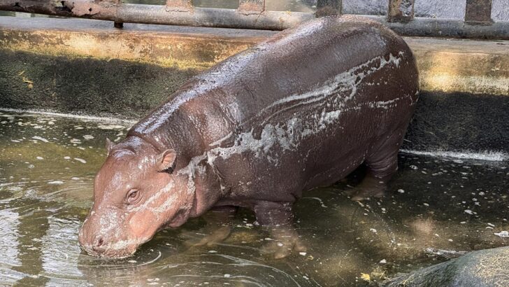 Conservationist Raises Concerns About Viral Hippo Moo Deng's Living Conditions