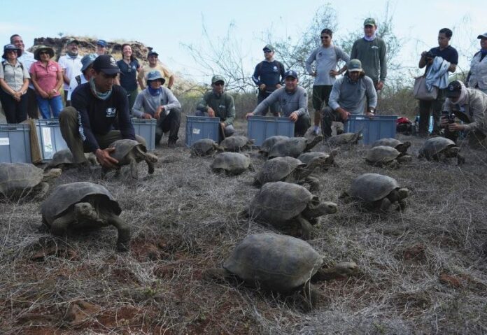 เต่ายักษ์ 158 ตัว กลับคืนสู่ถิ่นบนเกาะฟลอเรียนา 